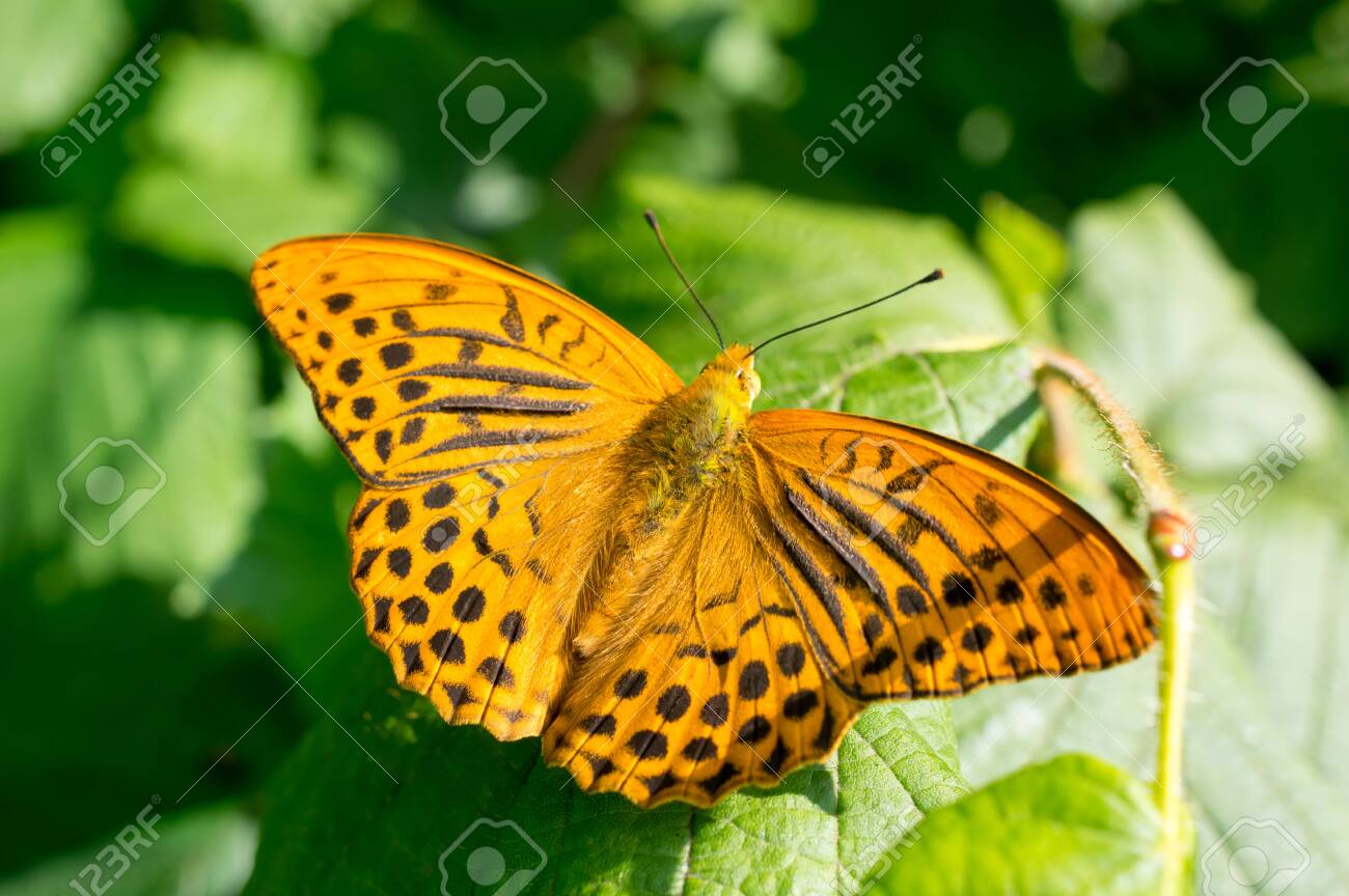 etiam-dictum-ipsum-a-felis