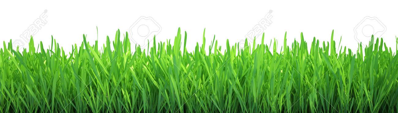 L Herbe Verte Isolee Sur Fond Blanc L Herbe Verte Fraiche L Herbe Verte Isolee Sur Fond Blanc L Herbe Verte Fraiche