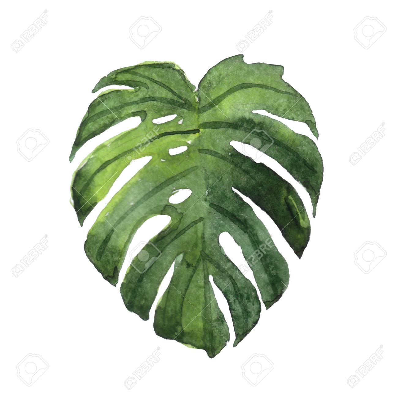 Monstera Leaf Isolated On White Background Hand Drawn Watercolor