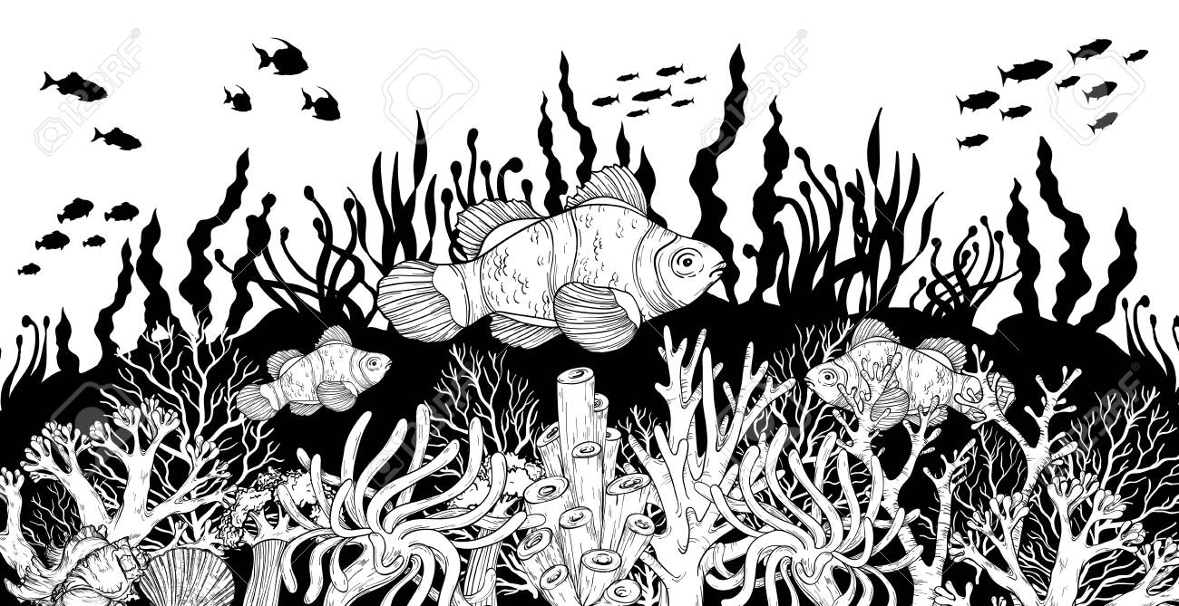 Hand Drawn Clown Fish In Sea Anemones Coral Reef, Oceanic Animal. Black And  White. Vector Illustration. Royalty Free SVG, Cliparts, Vectors, and Stock  Illustration. Image 143844504., image size:1300x669