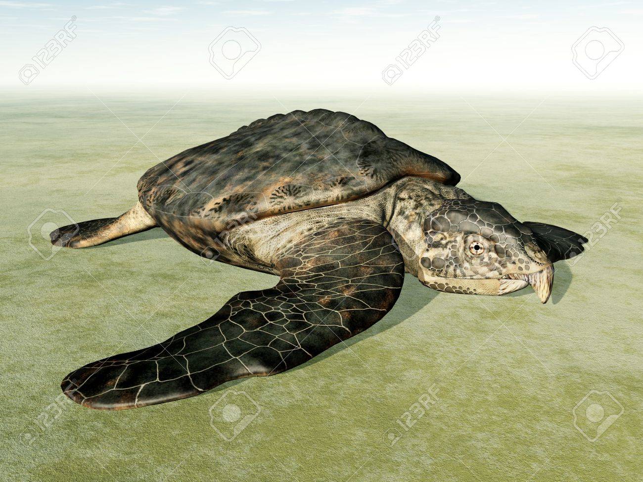 Giant Sea Turtle Archelon On The Dry Stock Photo Picture And Royalty Free Image Image