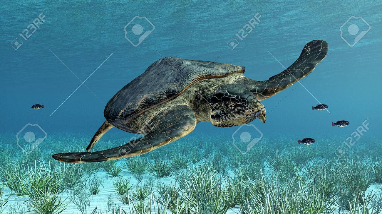 giant sea turtle archelon stock photo picture and royalty free archelon size