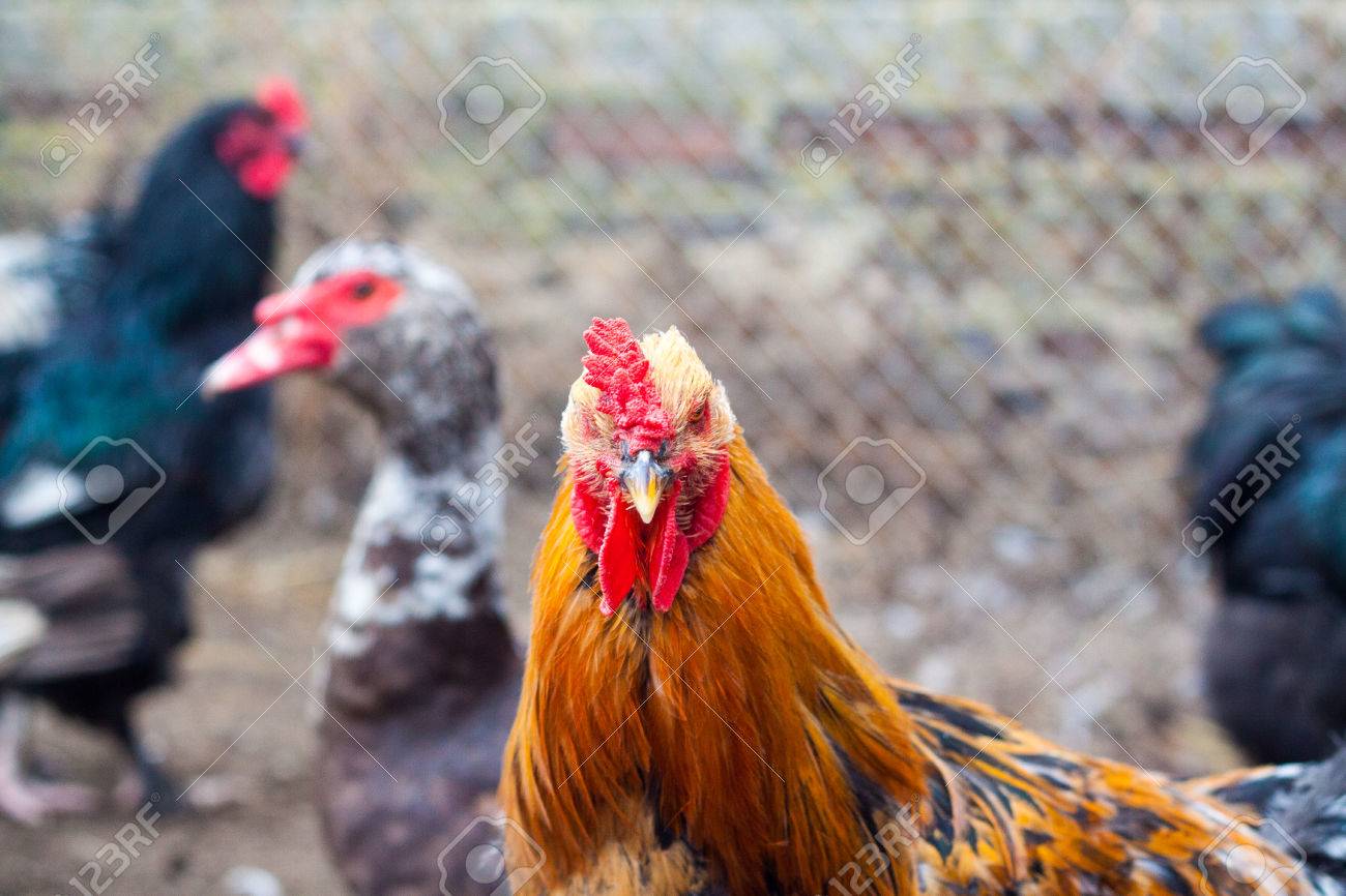 Belle Bite Pour Lhoroscope La Tête De Coq Comme Symbole De La Nouvelle Année Chinoise Le Poulet Adulte Dans Le Poulailler Chez Les Poulets Et Les