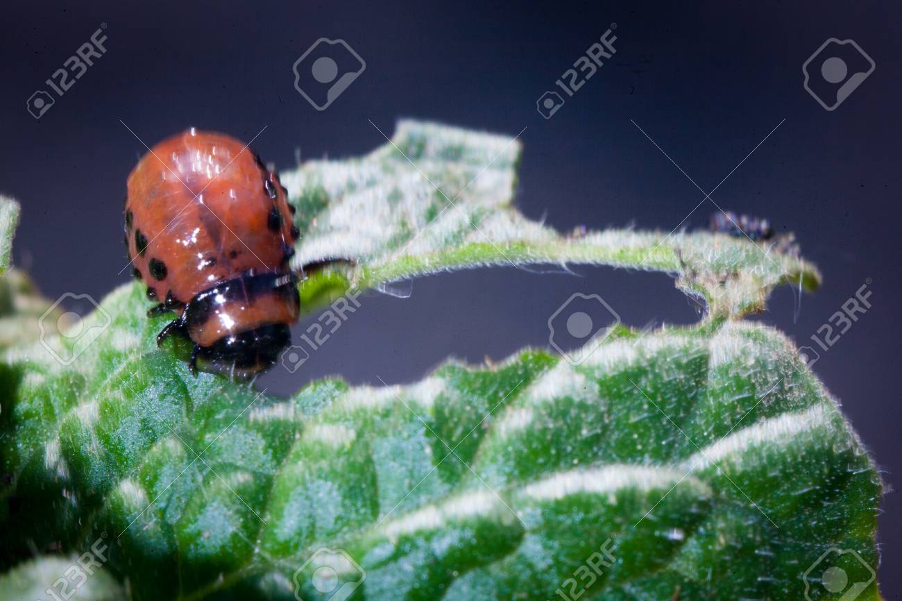 クローズ アップ コロラドハムシとガーデン日光コロラド州カブトムシ害虫のジャガイモの緑の葉に幼虫が消費庭の植物の葉と野菜の庭 の写真素材 画像素材 Image 7985