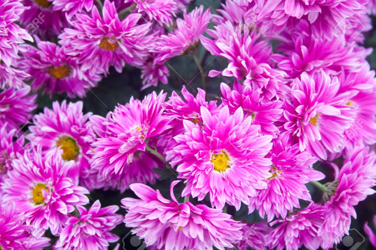 Lilac Chrysanthemums Chrysanthemum Wallpaper Chrysanthemums