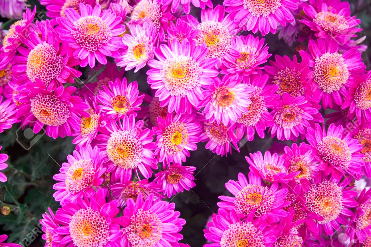 背景画像として美しいライラック ピンクの菊 菊の壁紙 秋の菊 の写真素材 画像素材 Image 8715