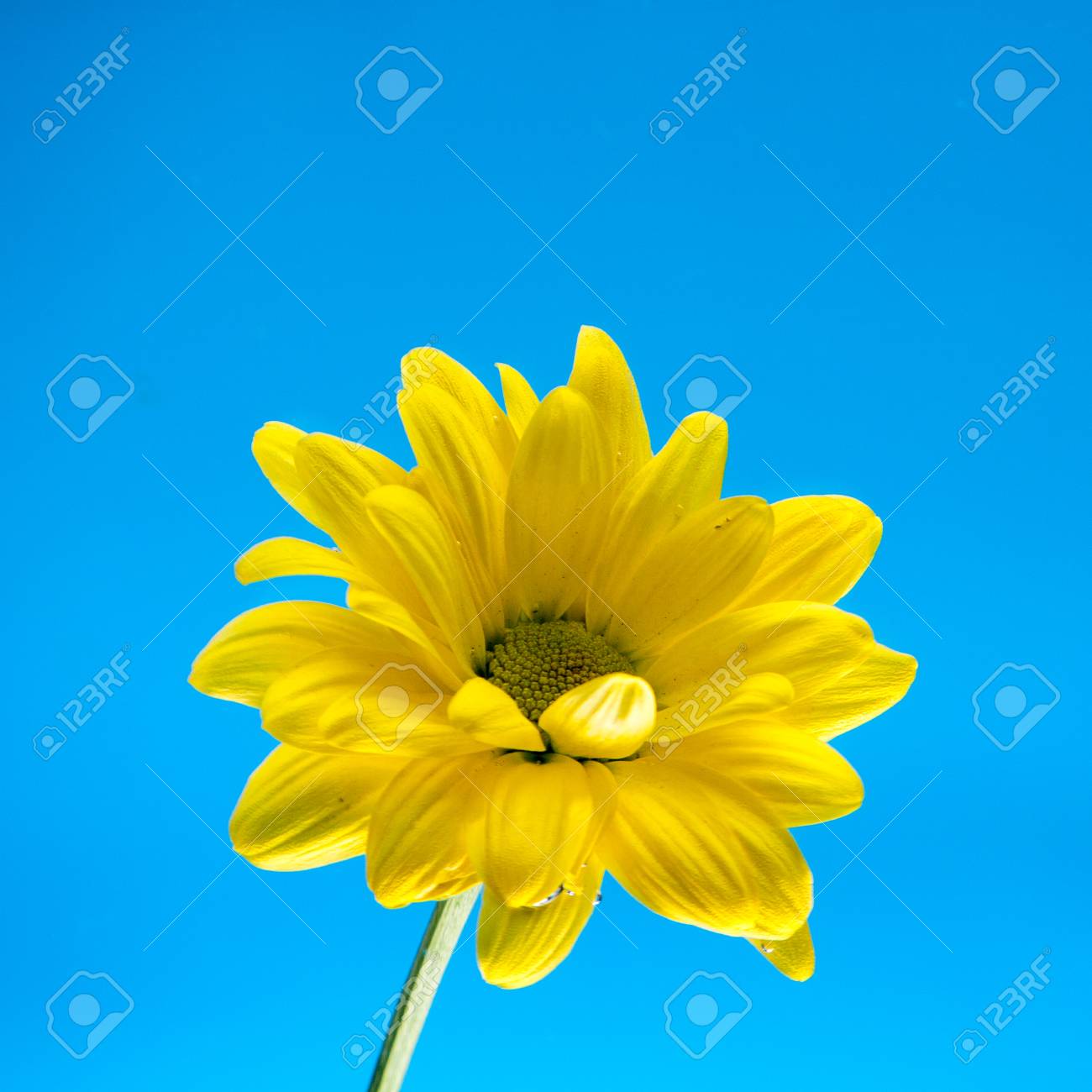 はがきや手紙の青い空を背景に菊の黄色の花 の写真素材 画像素材 Image