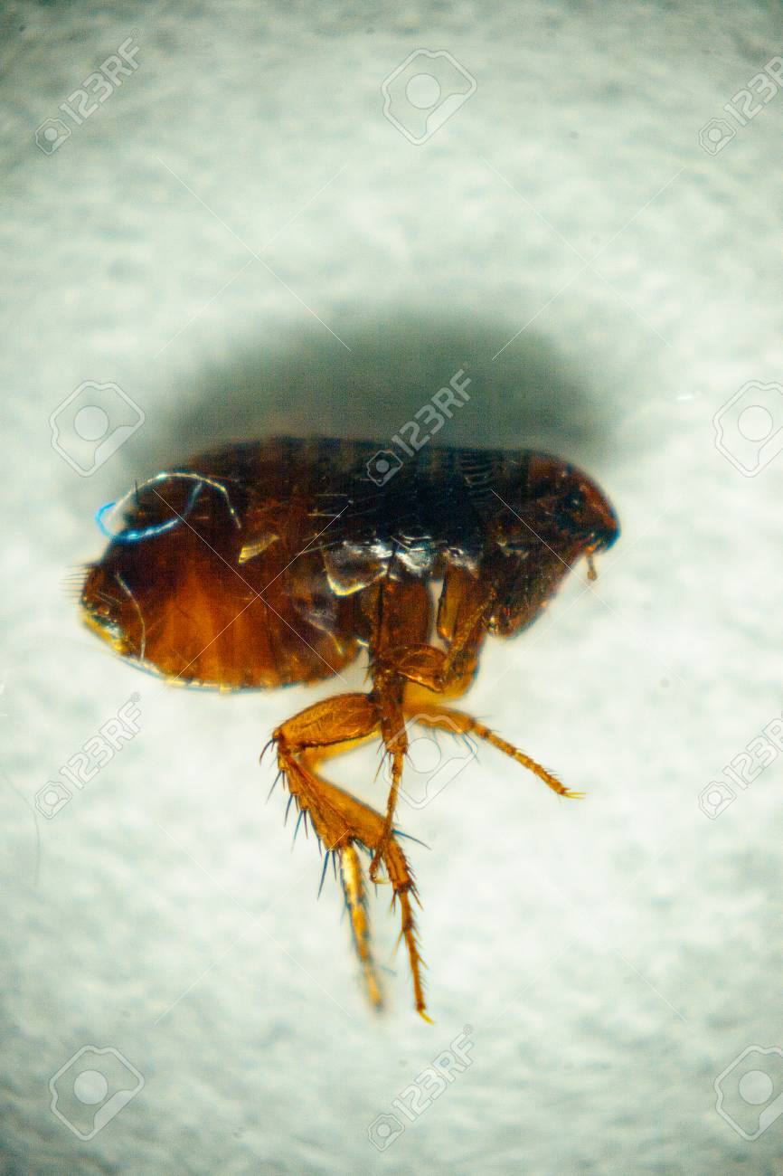 insectos con parásito