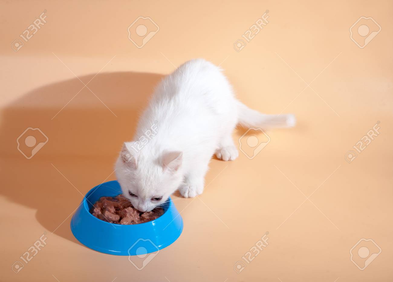 Un Petit Chat Blanc Mignon Mange De La Nourriture Pour Chat Avec Un Appetit D Un Bol De Chats Sur Un Fond Clair Homogene Banque D Images Et Photos Libres De Droits Image