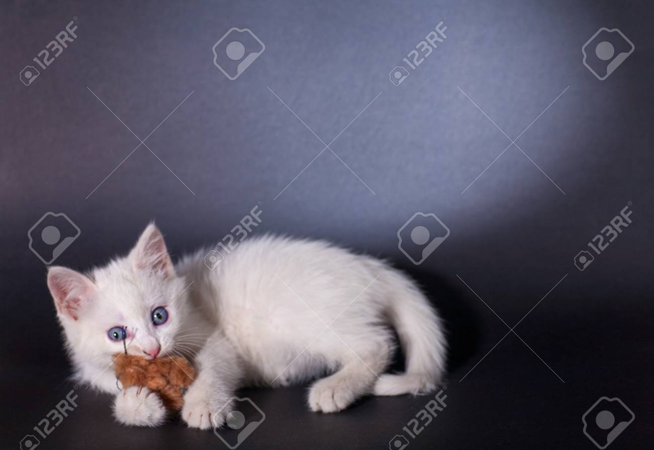 etiam-dictum-ipsum-a-felis