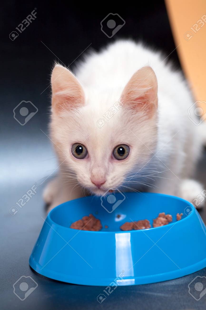 Un Petit Chaton Mignon Blanc Mange De La Nourriture Pour Chat Avec Un Appetit Dans Un Bol De Chat Sur Un Fond Clair Homogene Banque D Images Et Photos Libres De Droits Image Un Petit Chaton Mignon Blanc Mange De La Nourriture Pour Chat Avec Un Appetit Dans Un Bol De Chat Sur Un Fond Clair Homogene Banque D Images Et Photos Libres De Droits Image