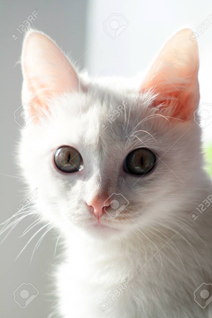 Beau Chat Blanc Avec De Gros Yeux Affames Chat Se Rassemblant Pour Chat Surpris Banque D Images Et Photos Libres De Droits Image 9646