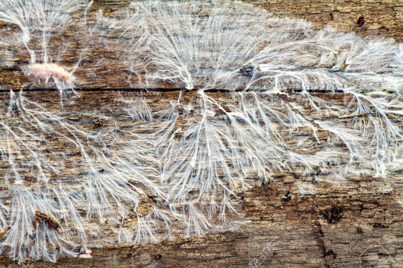 White Fungus And Mold On An Old Wooden Board Damage To Boards Due To Mold Due To High Humidity Structure Of Mushroom Mycelium Sick Mold Stock Photo Picture And Royalty Free Image