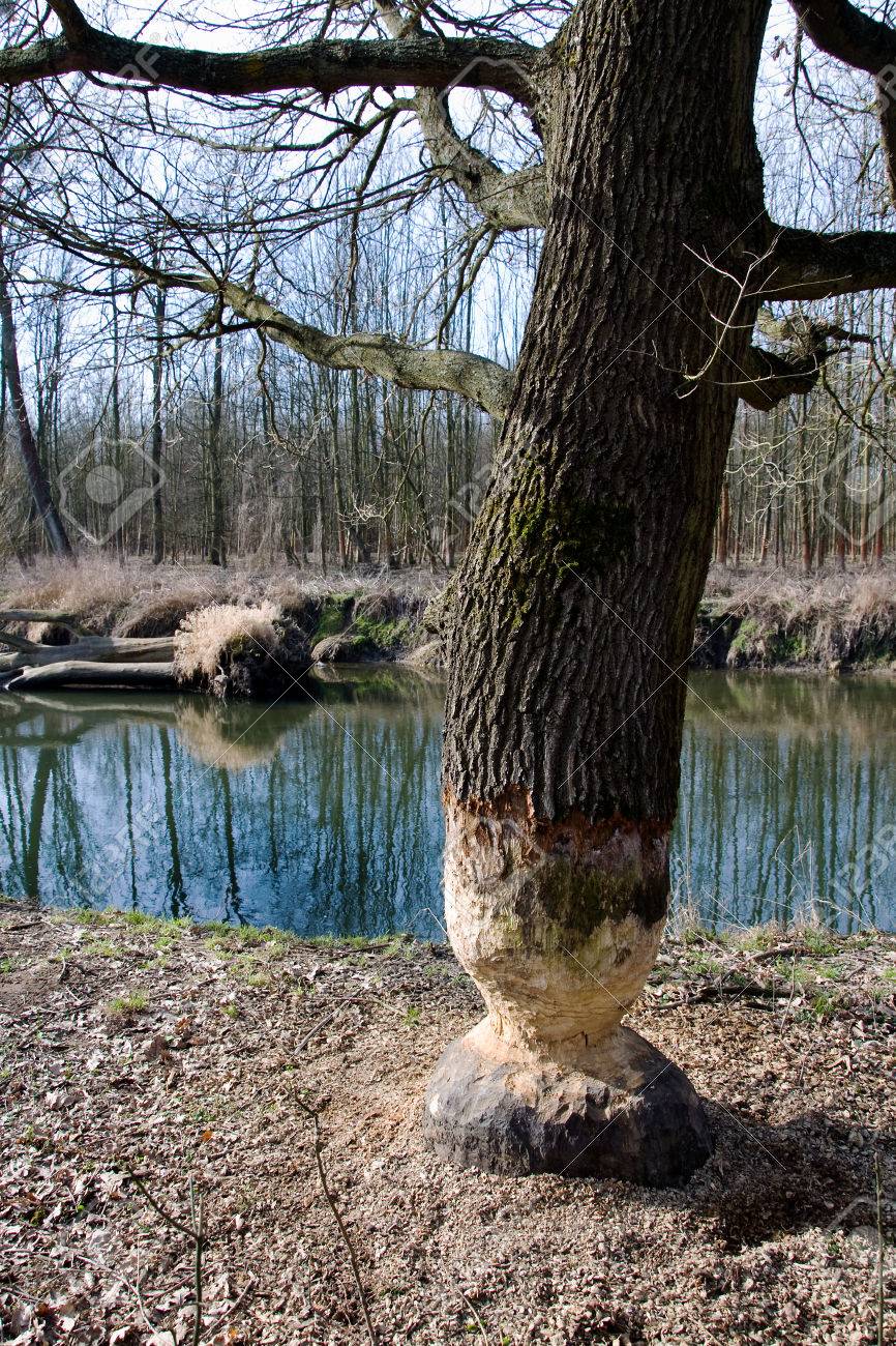 Bever Boom Knagen Schade In Bos Rond Litovel, Tsjechië Royalty ..., حجم الصورة 866x1300