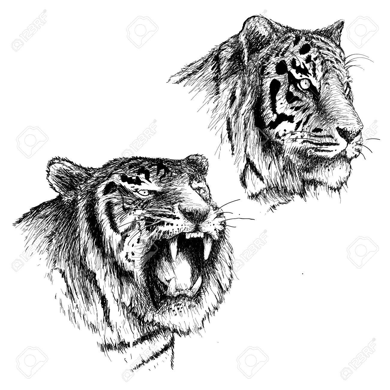 怒っていると穏やかなトラの頭 手描きスケッチのベクター イラストです サーカスのポスターに使用することがあります のイラスト素材 ベクタ Image