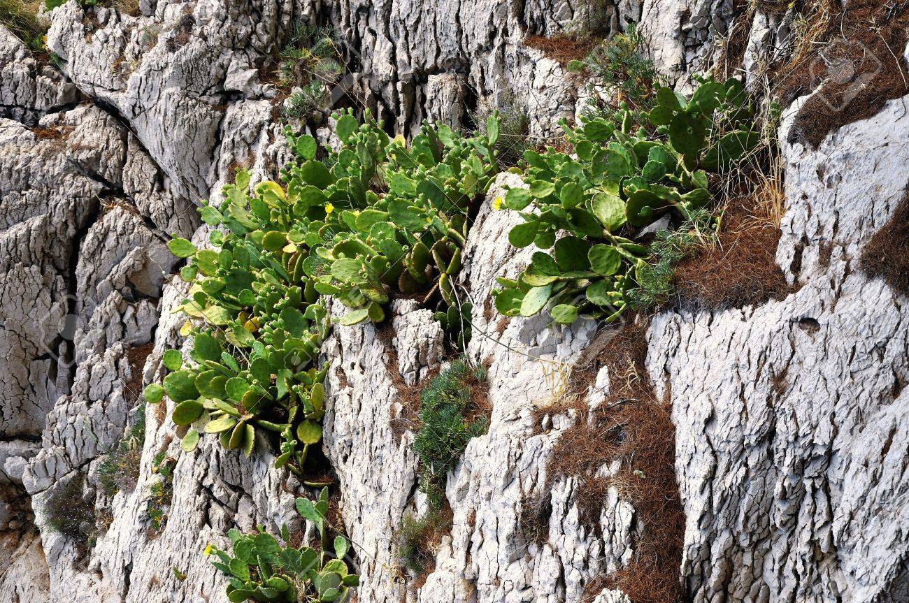 Cactus Opuntia Ficus Figue De Barbarie Flore Méditerranéenne - 