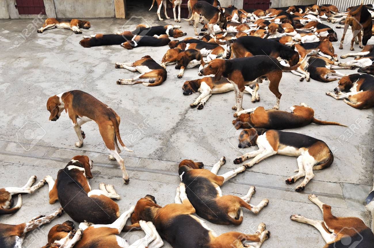 シュヴェルニー城 狩猟犬は きつね狩りの英語とフランス語 Puatvin のクロスします の写真素材 画像素材 Image