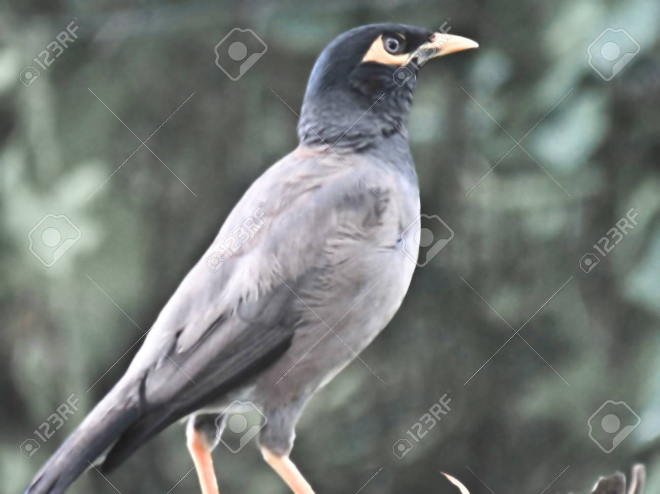 etiam-dictum-ipsum-a-felis