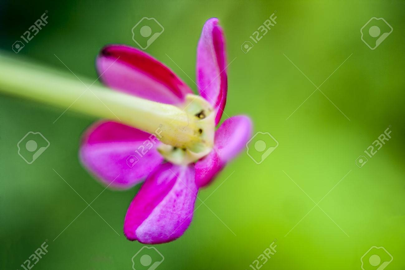 緑の背景のモンスーンの季節の間にピンクの花のマクロ撮影 の写真素材 画像素材 Image