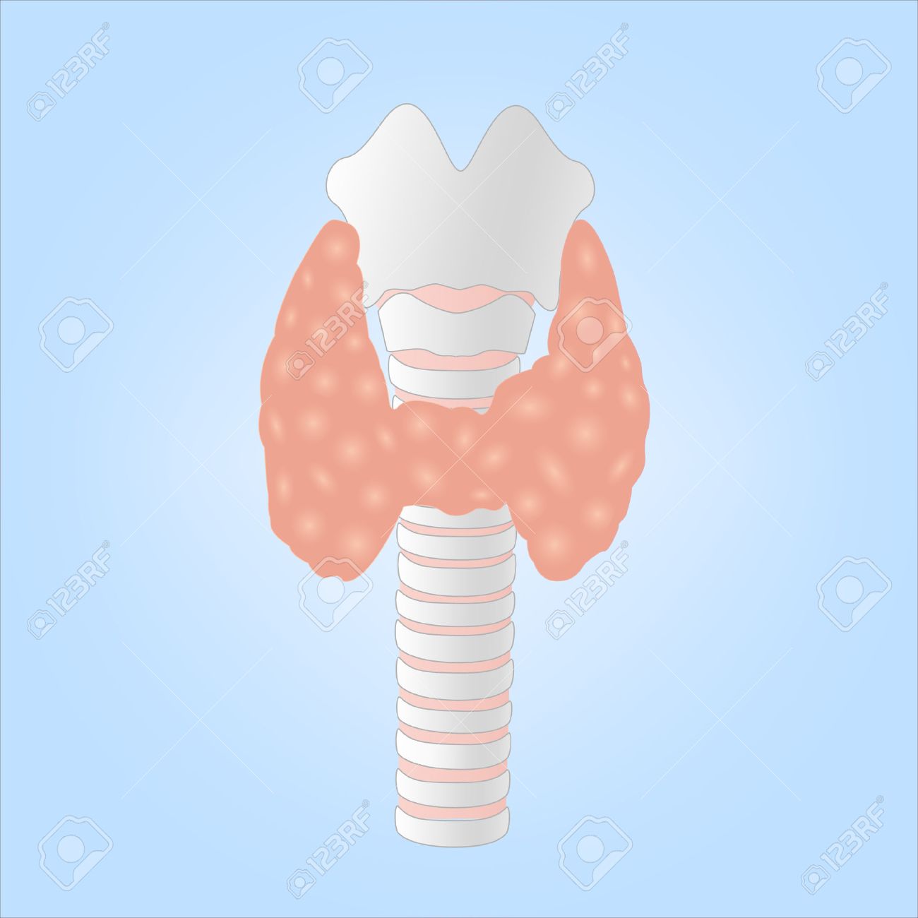 Illustration Of A Human Thyroid Gland Royalty Free Cliparts Vectors And Stock Illustration Image