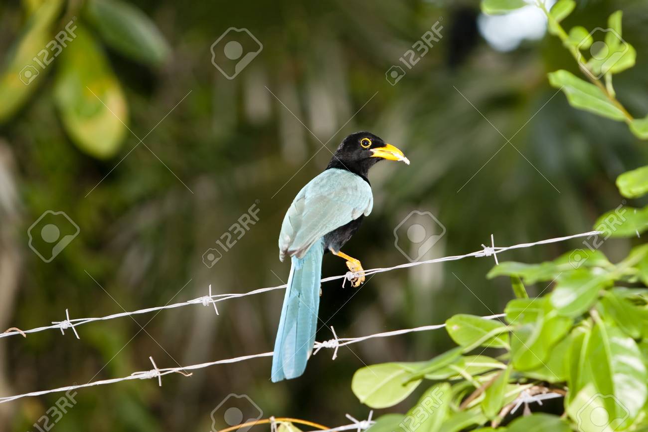 etiam-dictum-ipsum-a-felis