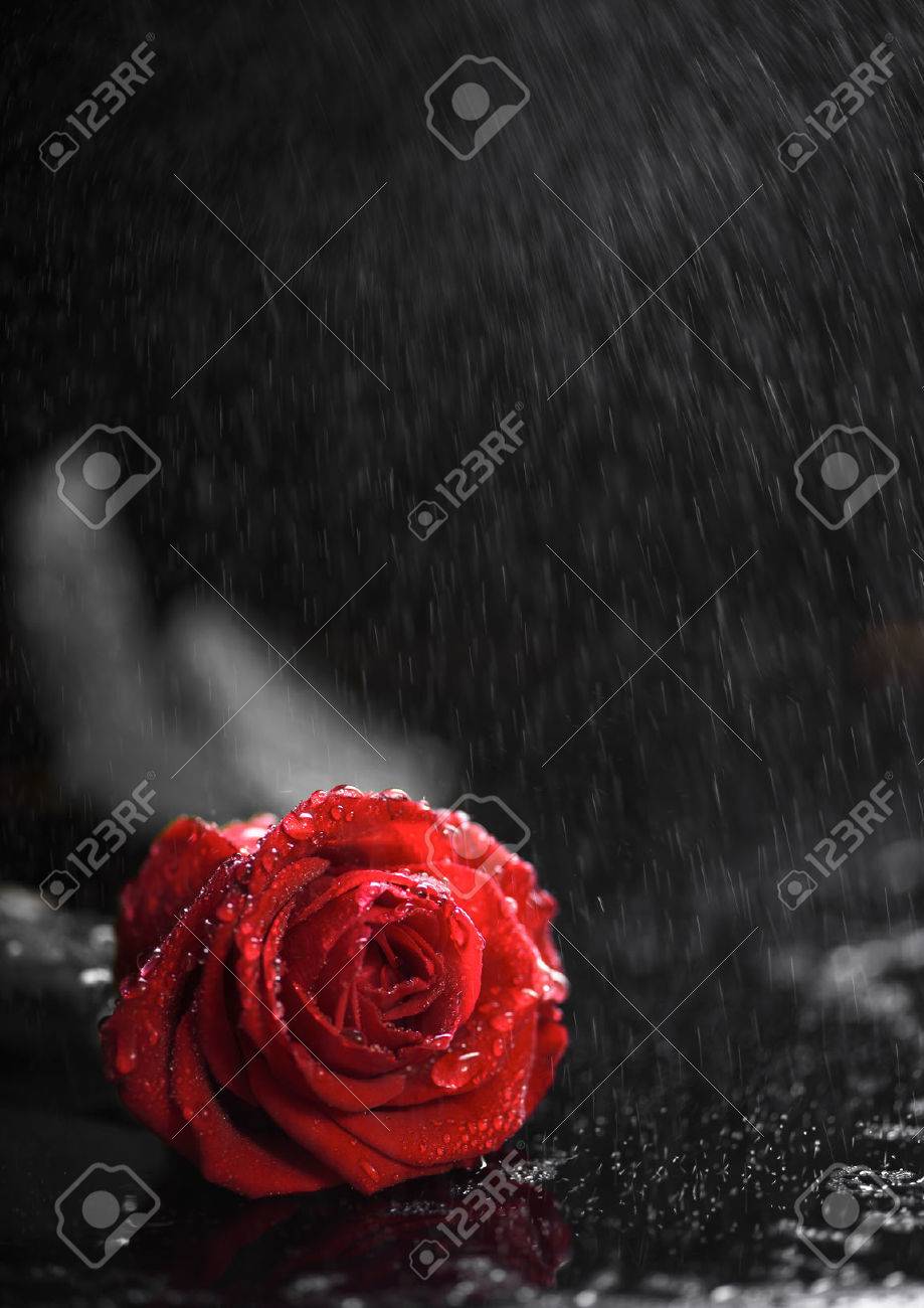 Beautiful Red Rose On The Rain Stock Photo, Picture And Royalty Free Image. Image 52377237. Beautiful Red Rose On The Rain Stock Photo, Picture And Royalty Free Image. Image 52377237.