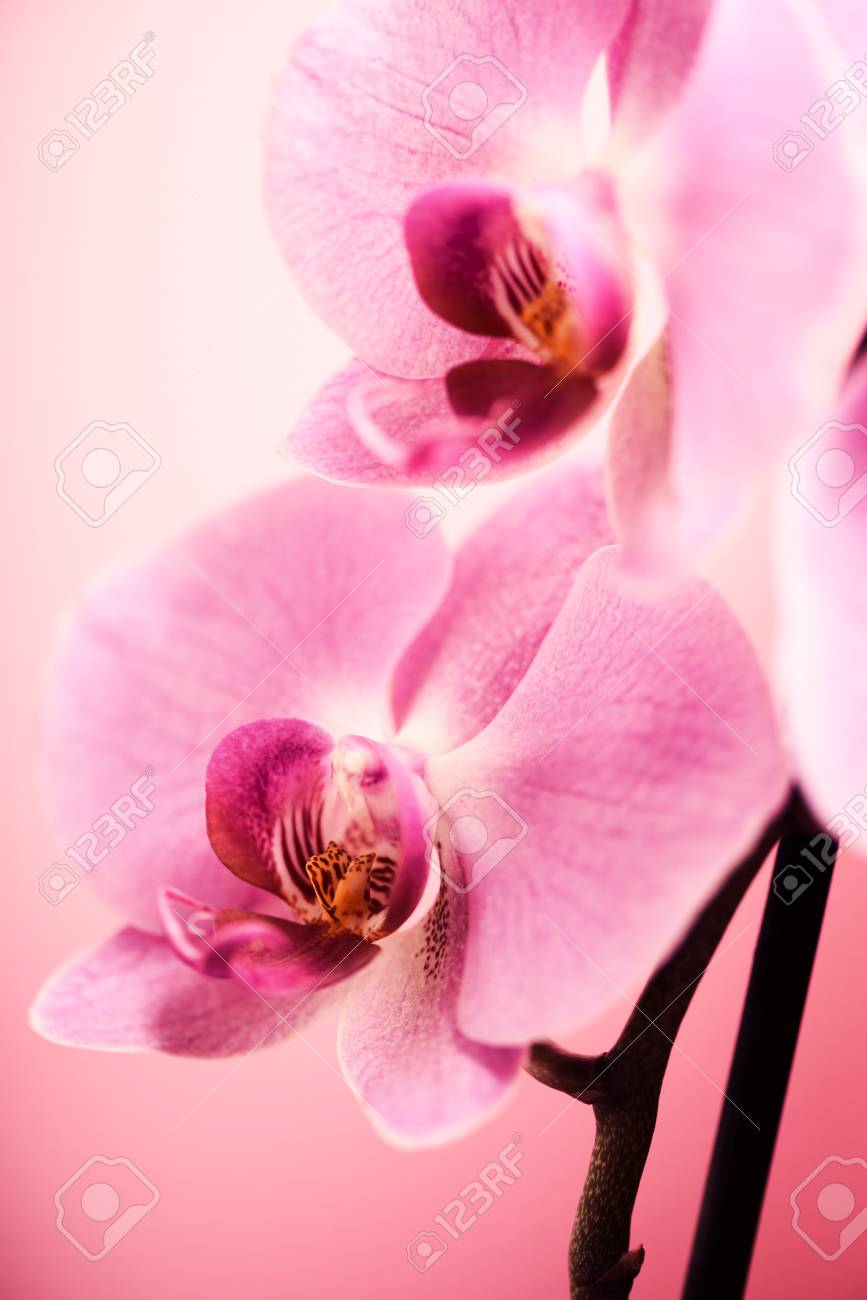 wallpapers Design Flower Pink Wallpaper Pastel Background beautiful pink orchid flower on pastel