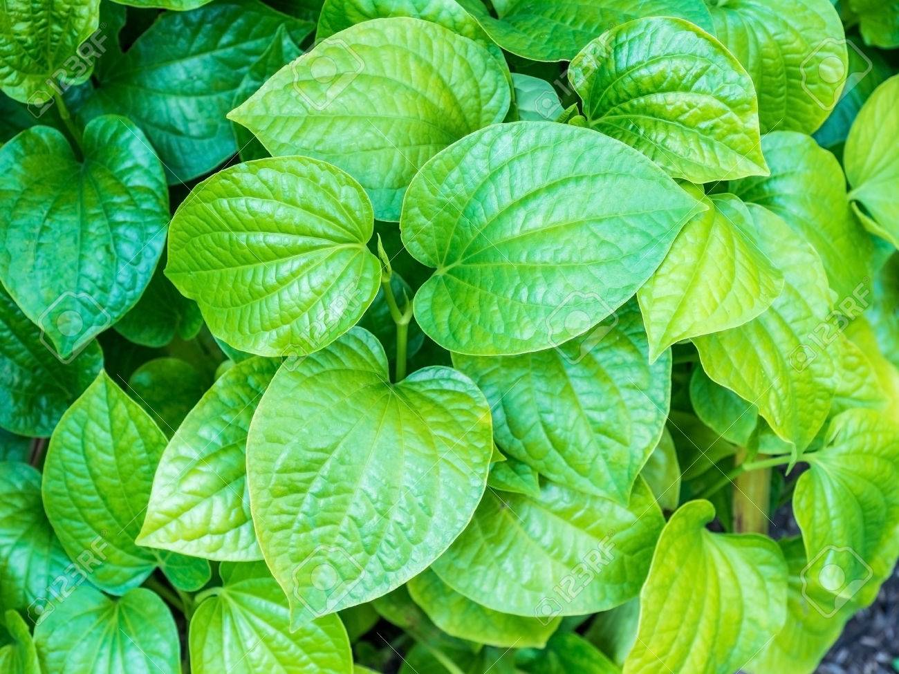 Plu Houttuynia Cordata Thunb Vegetables And Herbs Medicinal Stock Photo Picture And Royalty Free Image Image 50654515