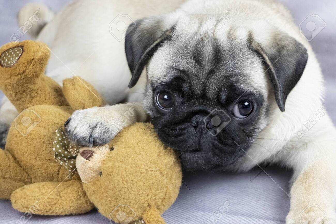 pug toy