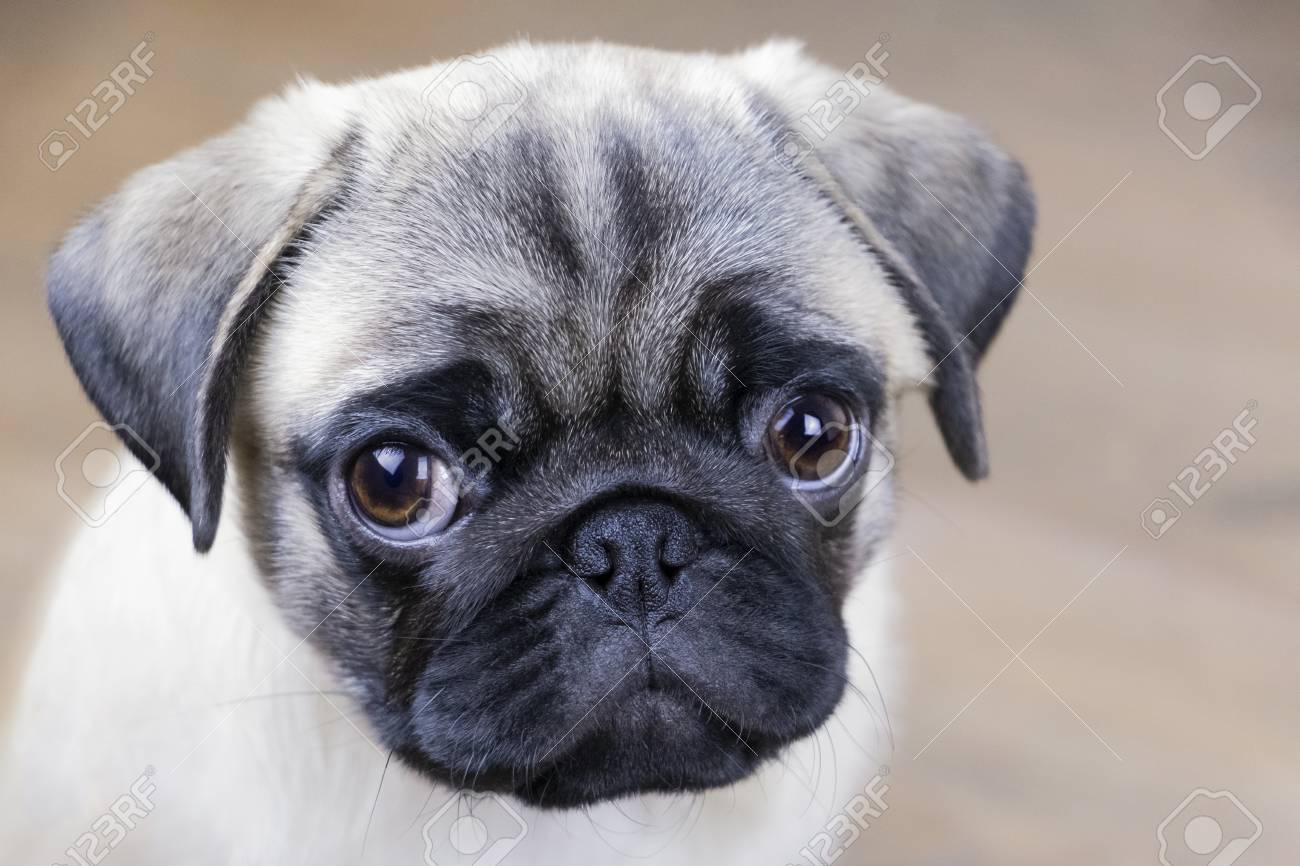 pictures of pugs faces