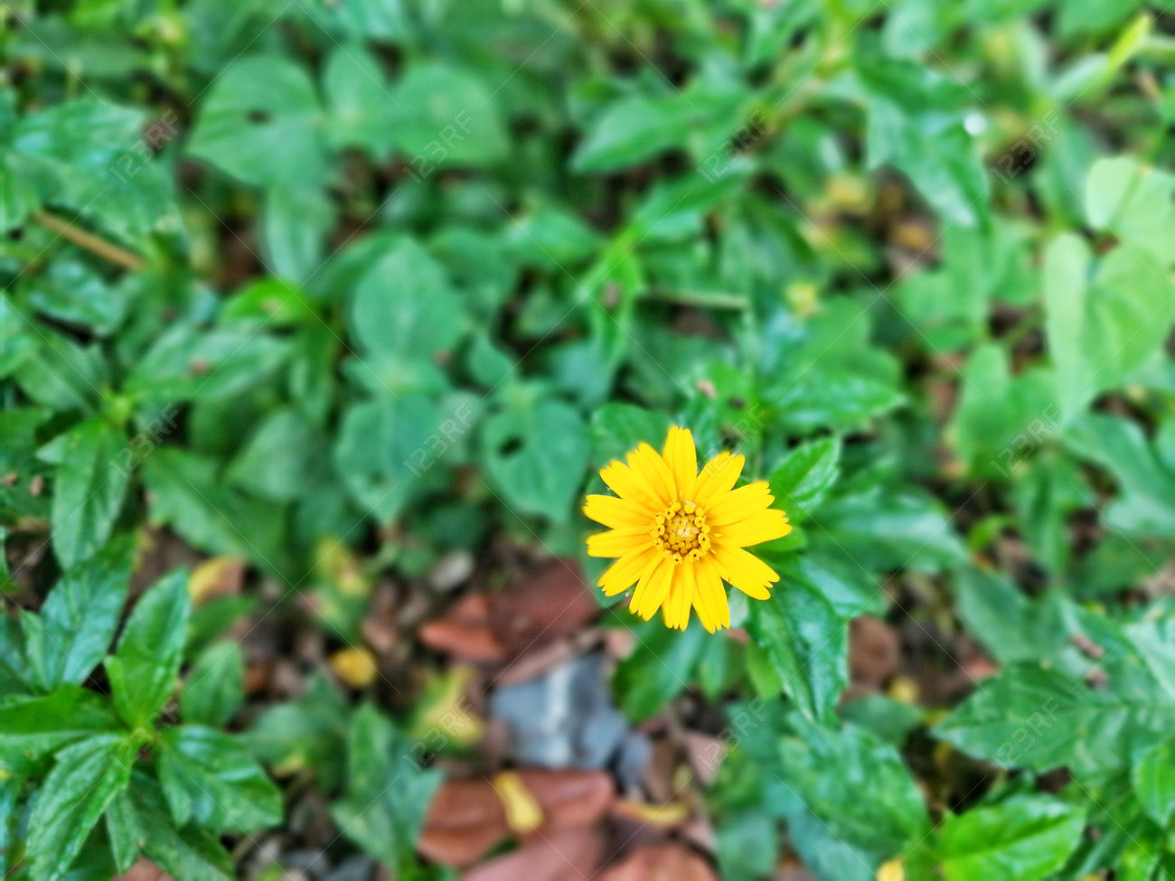Tiny Yellow Flower Which Is Called Singapore Daisy Stock Photo Picture And Royalty Free Image Image 89252816