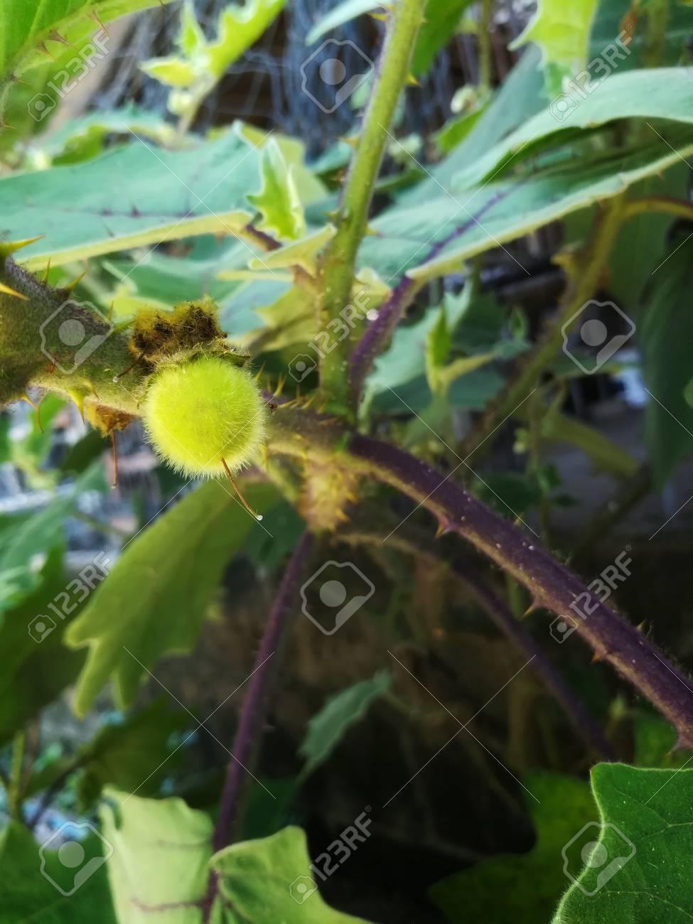 未熟な実を結んだ毛茄子 ナス Ferox ナス科を植物します それはインドネシア タイ フィリピンで発見されます の写真素材 画像素材 Image 未熟な実を結んだ毛茄子 ナス Ferox ナス科を植物します それはインドネシア タイ フィリピンで発見されます の写真素材 画像素材 Image