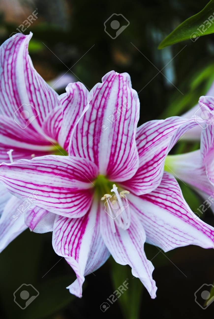 etiam-dictum-ipsum-a-felis