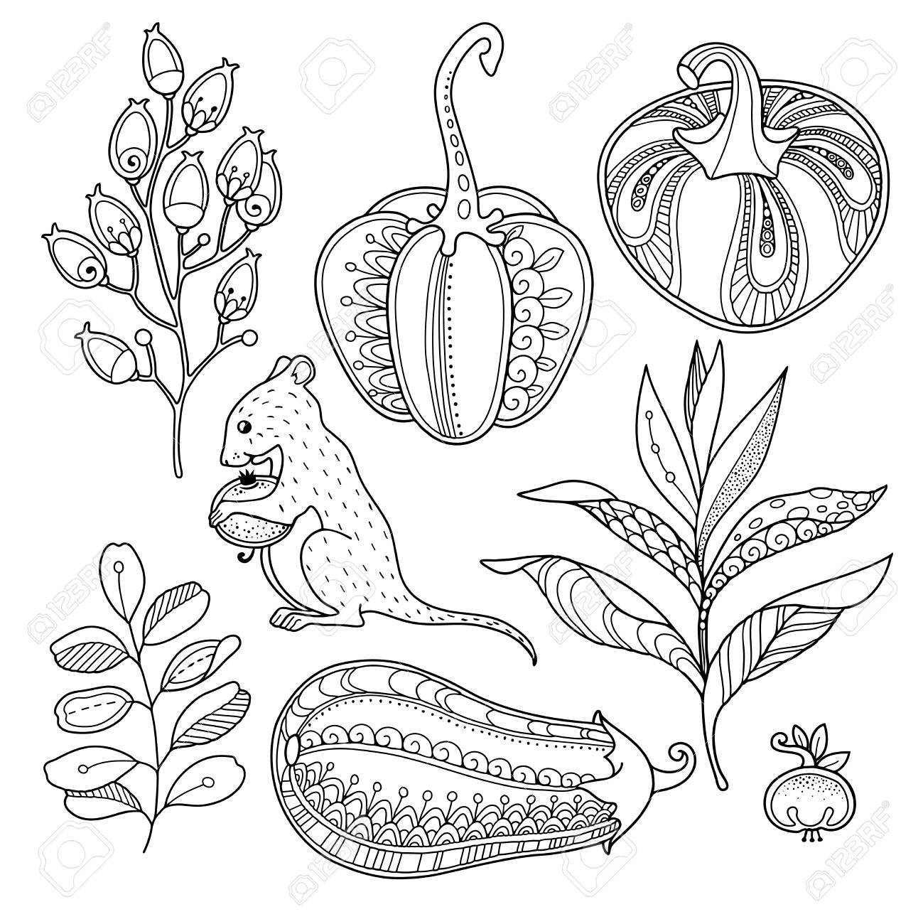 Pumpkins Berries And Leaves Zentangle Coloring Book Page Magic Garden Objects Set In Doodle Style Floral Ornate Decorative Tribal Vector