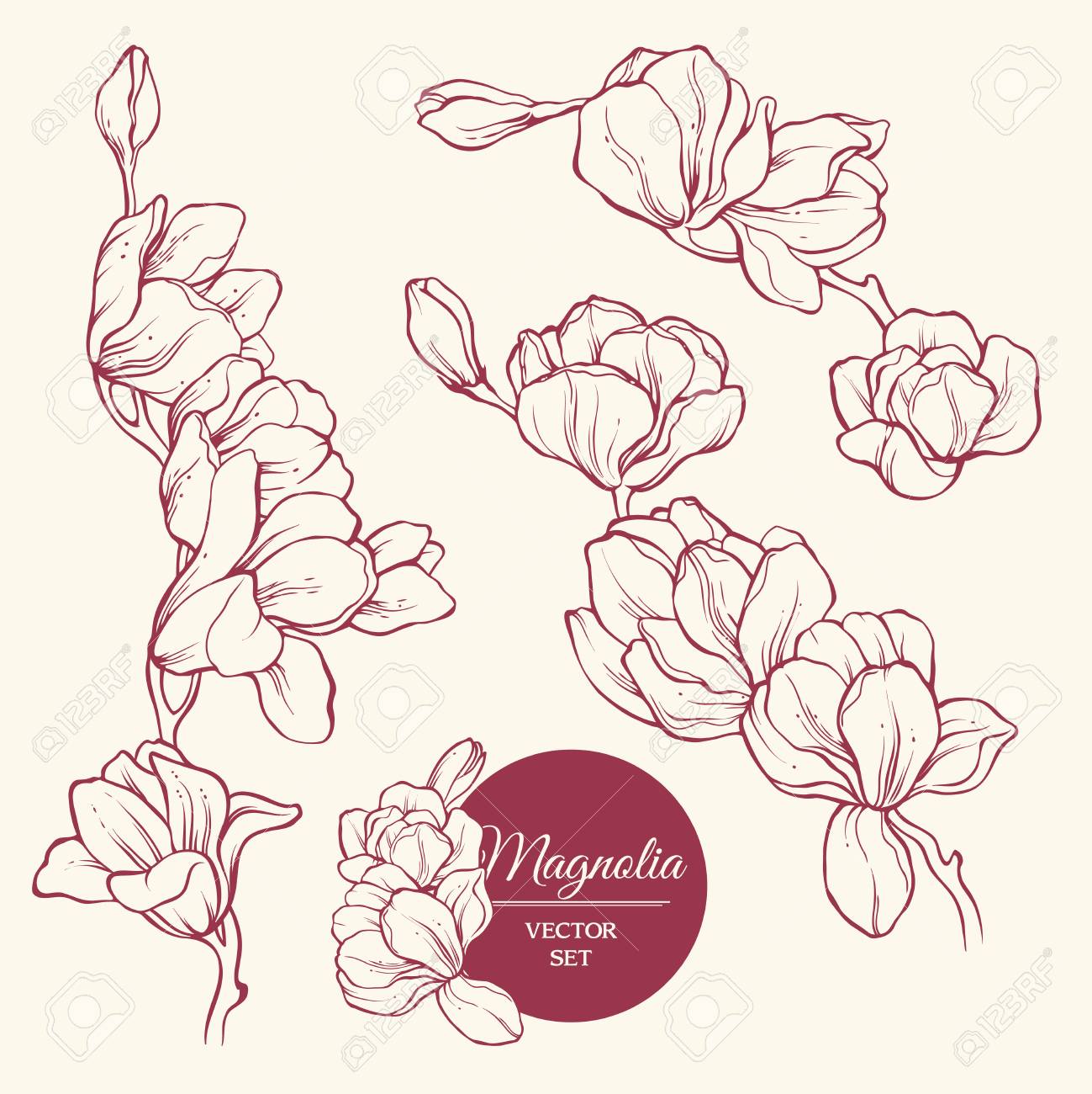 set of flowers magnolia sketch vector illustration ロイヤリティ