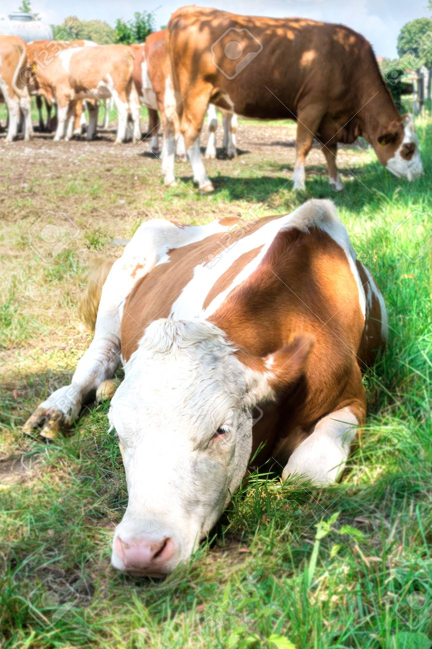 Portrait of a sad cow. The sad cow lies on the grass in the shade. - 109011381