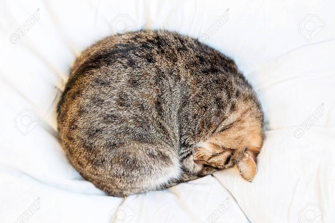 cat in a ball