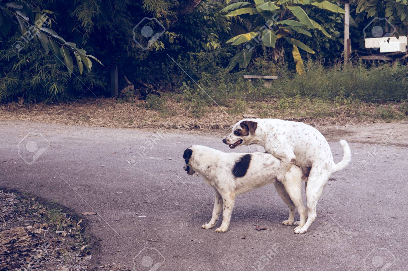 dog mating latest