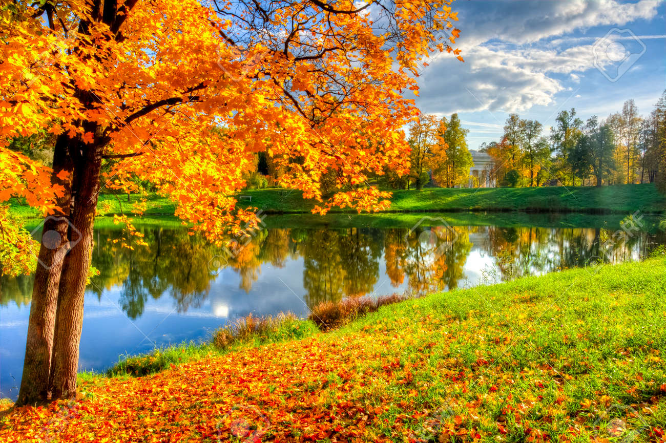 Autumn foliage in Pavlovsky park, Pavlovsk, Saint Petersburg, Russia - 150797135 Autumn foliage in Pavlovsky park, Pavlovsk, Saint Petersburg, Russia - 150797135