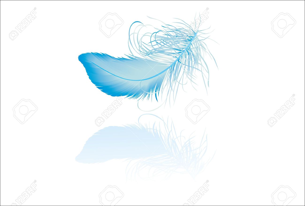 Blue elegant feather with reflection - 16563555 Blue elegant feather with reflection - 16563555