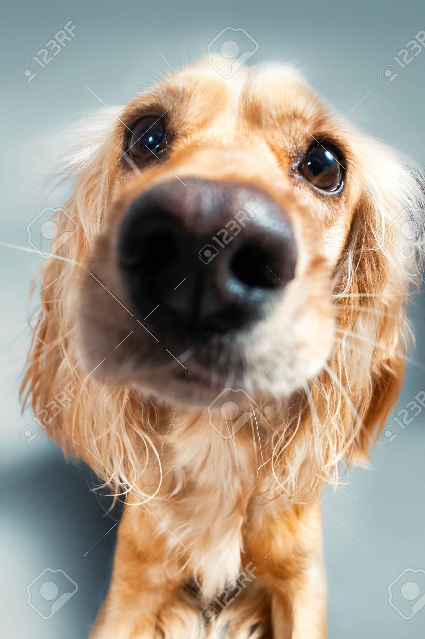 royal cocker spaniel