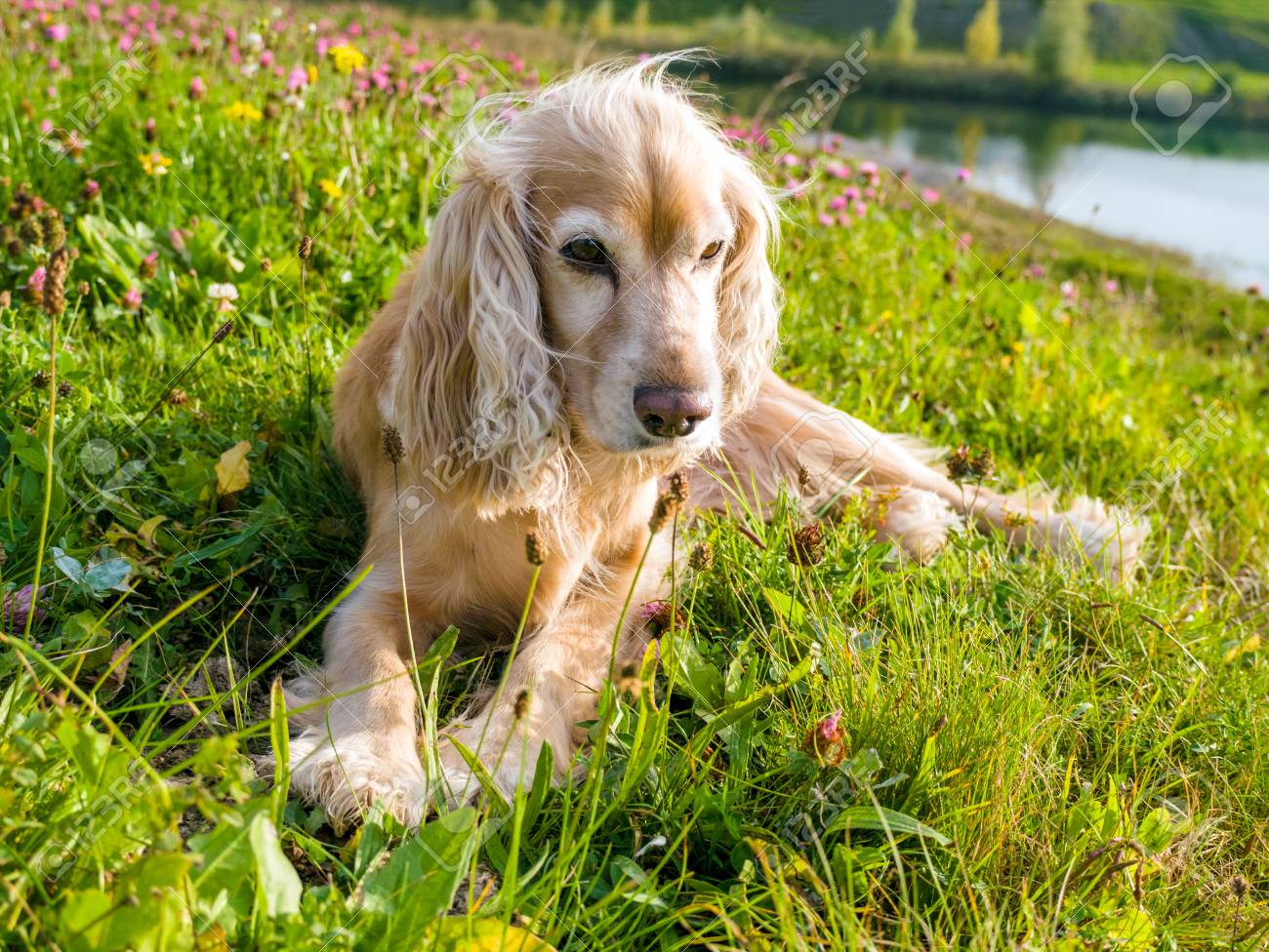 sheltie adults available