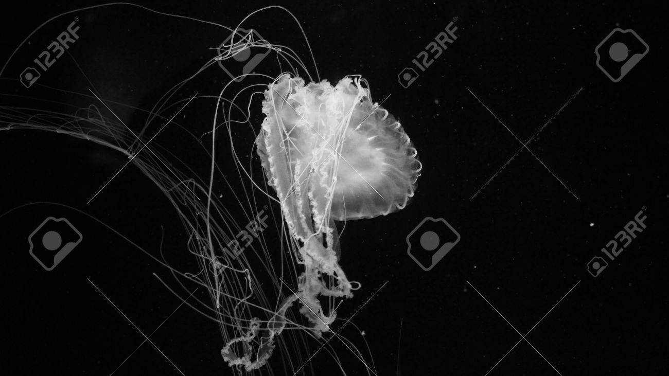 Black and white jellyfish isolated wallpaper background stock photo 75301269