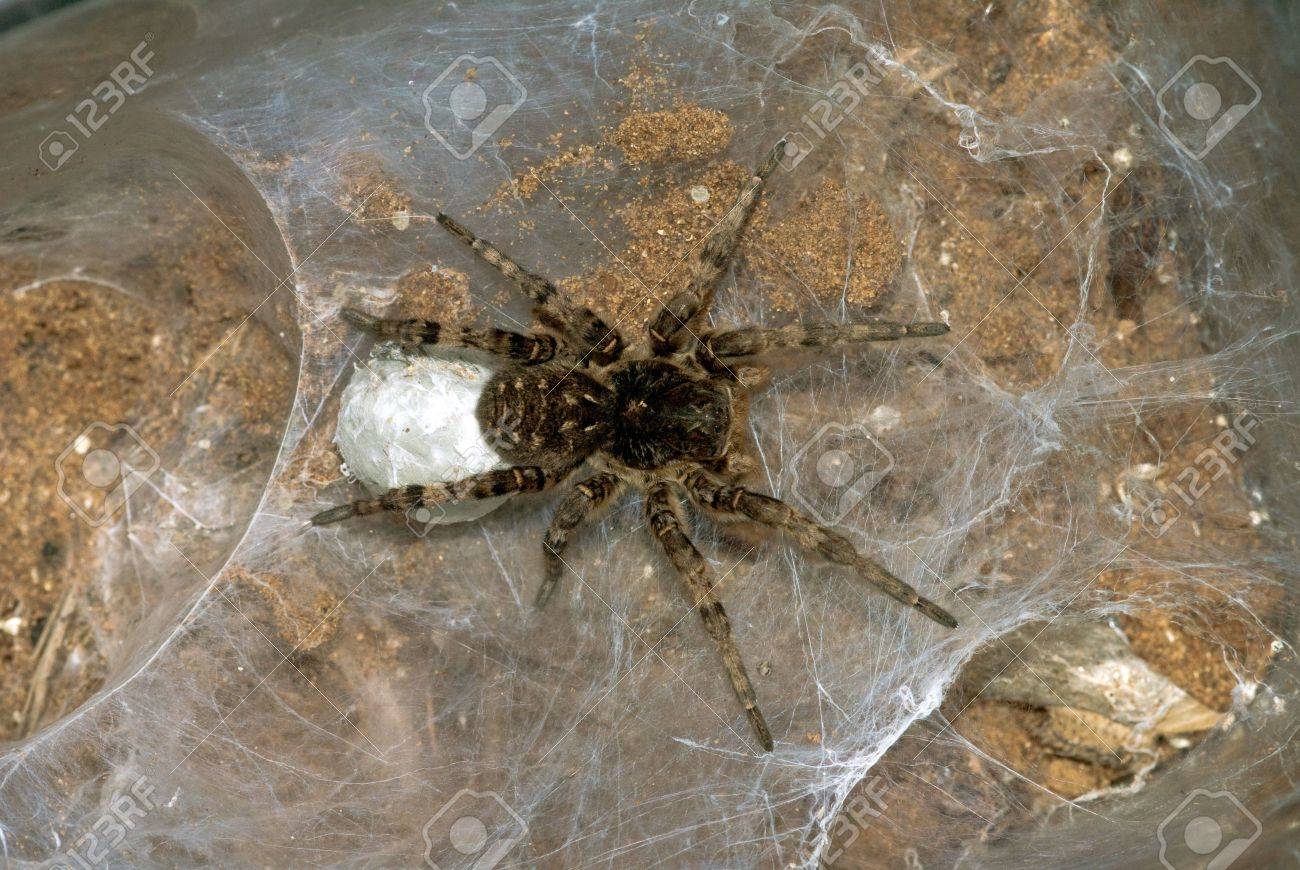 タランチュラの繭と Web 巣の中で女性 の写真素材 画像素材 Image