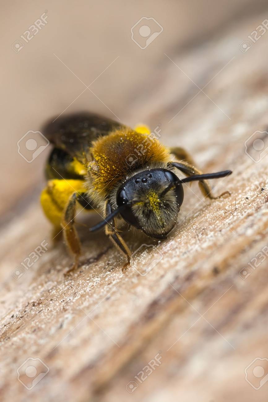 梁の上に座っている小さなかわいい蜂 の写真素材 画像素材 Image