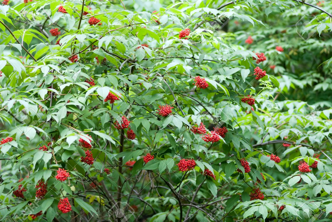 What do elderberry bushes look like?