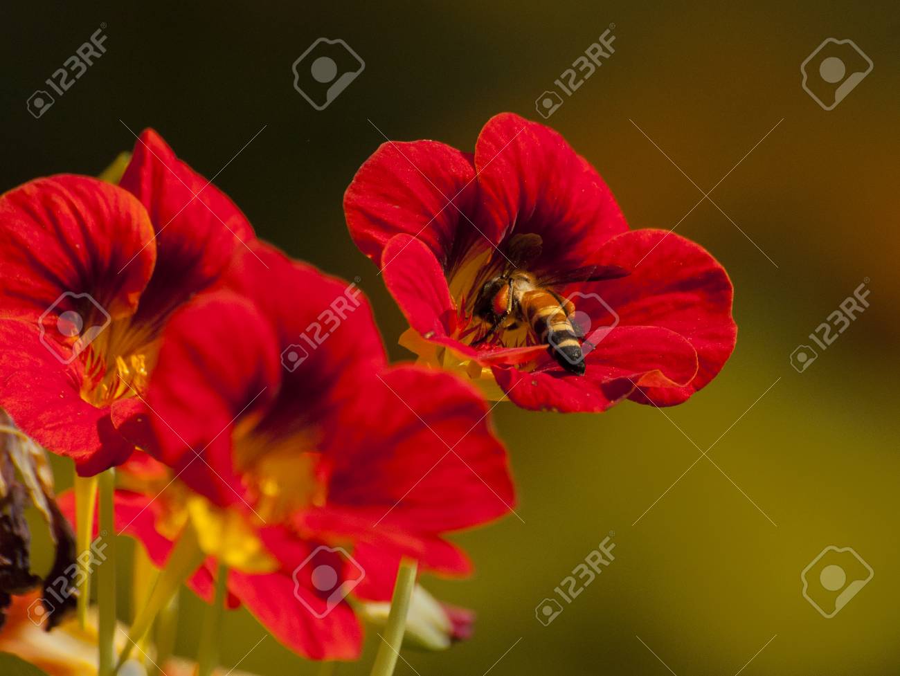 Miel De Abeja Recoge El Néctar De Las Flores Rojas Fotos, Retratos, Imágenes Y Fotografía De Archivo Libres De Derecho. Image 22677805. Miel De Abeja Recoge El Néctar De Las Flores Rojas Fotos, Retratos, Imágenes Y Fotografía De Archivo Libres De Derecho. Image 22677805.