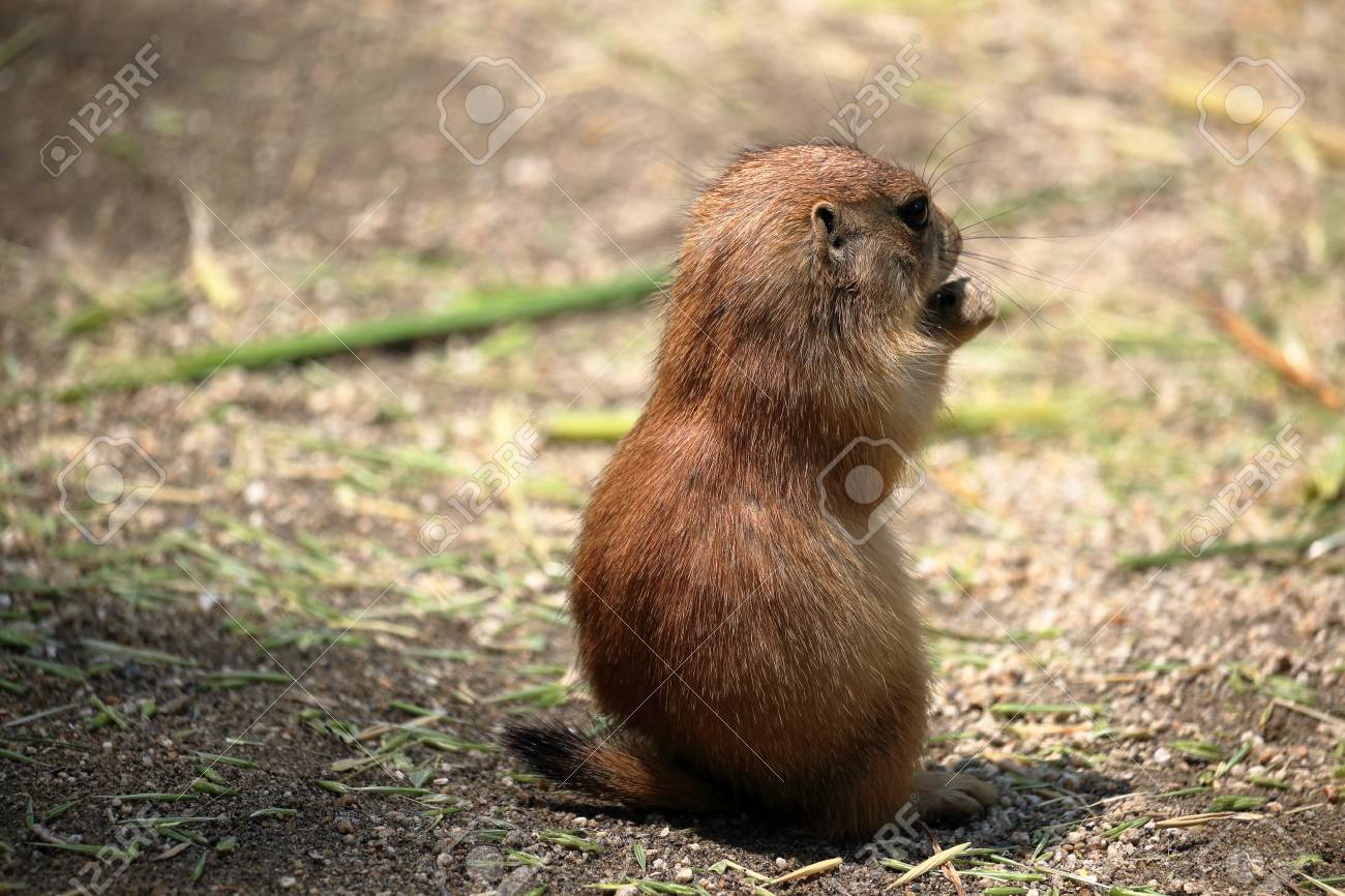 Bebe Chien Des Prairies Banque D Images Et Photos Libres De Droits Image