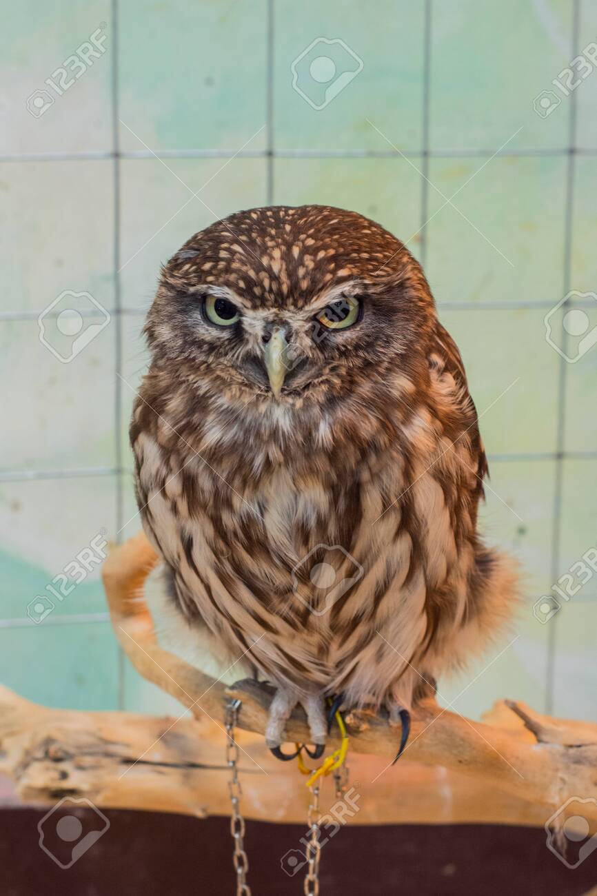 little owl as pet
