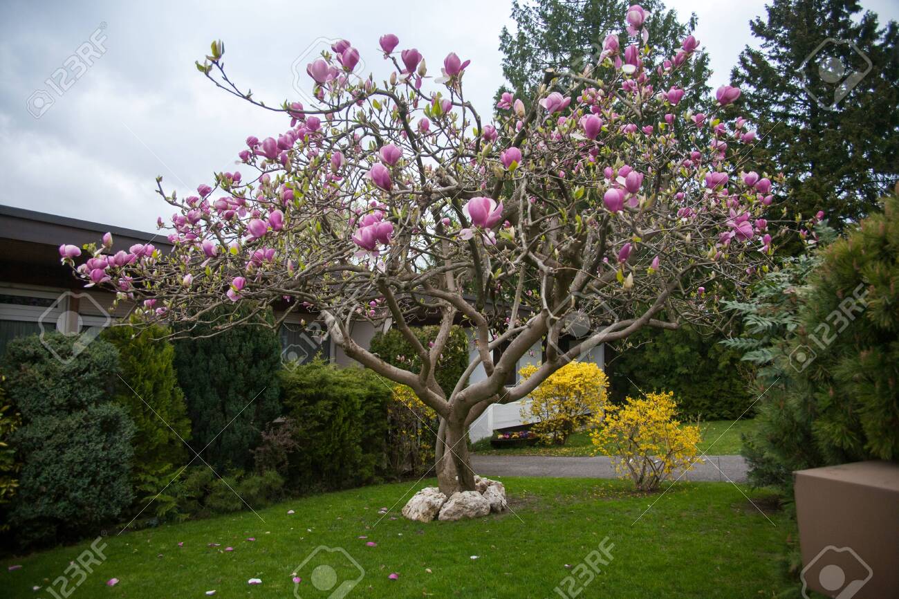 Scenic View Of A Winding Path Lined By Beautiful Cherry Trees